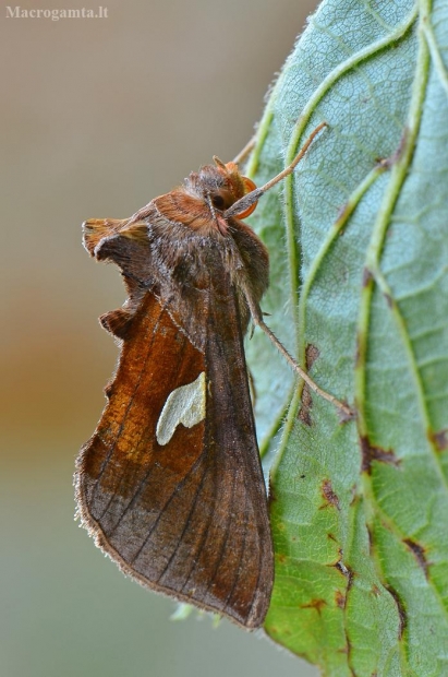 Auksalašis žvilgūnas - Autographa bractea | Fotografijos autorius : Arūnas Eismantas | © Macrogamta.lt | Šis tinklapis priklauso bendruomenei kuri domisi makro fotografija ir fotografuoja gyvąjį makro pasaulį.