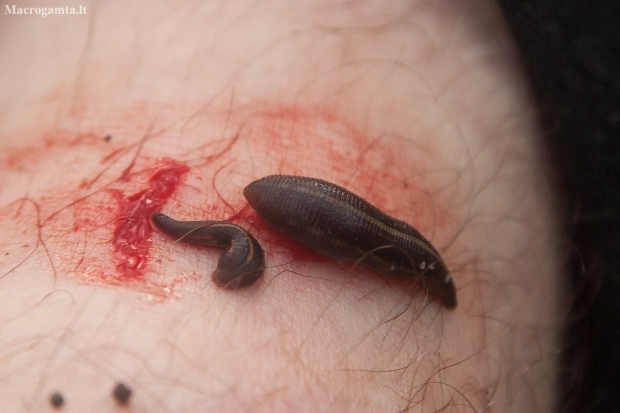 Australian bush leech - Chtonobdella limbata ? | Fotografijos autorius : Žilvinas Pūtys | © Macronature.eu | Macro photography web site