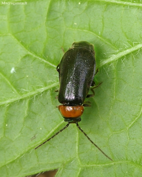 Minkštavabalis - Autosilis nitidula ♀ | Fotografijos autorius : Romas Ferenca | © Macrogamta.lt | Šis tinklapis priklauso bendruomenei kuri domisi makro fotografija ir fotografuoja gyvąjį makro pasaulį.