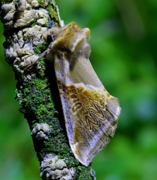 Avietinis pūkanugaris - Habrosyne pyritoides | Fotografijos autorius : Romas Ferenca | © Macrogamta.lt | Šis tinklapis priklauso bendruomenei kuri domisi makro fotografija ir fotografuoja gyvąjį makro pasaulį.