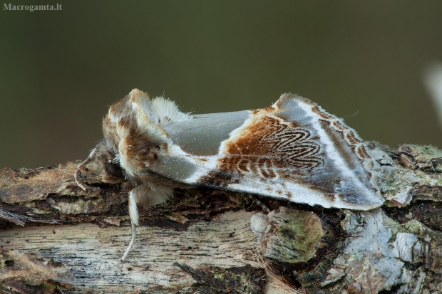 Avietinis pūkanugaris - Habrosyne pyritoides | Fotografijos autorius : Žilvinas Pūtys | © Macrogamta.lt | Šis tinklapis priklauso bendruomenei kuri domisi makro fotografija ir fotografuoja gyvąjį makro pasaulį.