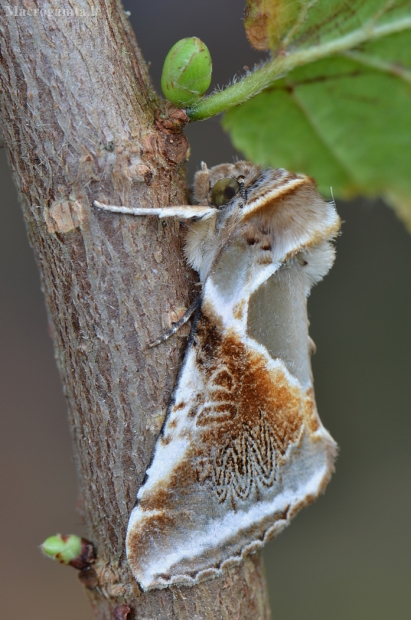 Avietinis pūkanugaris - Habrosyne pyritoides | Fotografijos autorius : Arūnas Eismantas | © Macrogamta.lt | Šis tinklapis priklauso bendruomenei kuri domisi makro fotografija ir fotografuoja gyvąjį makro pasaulį.