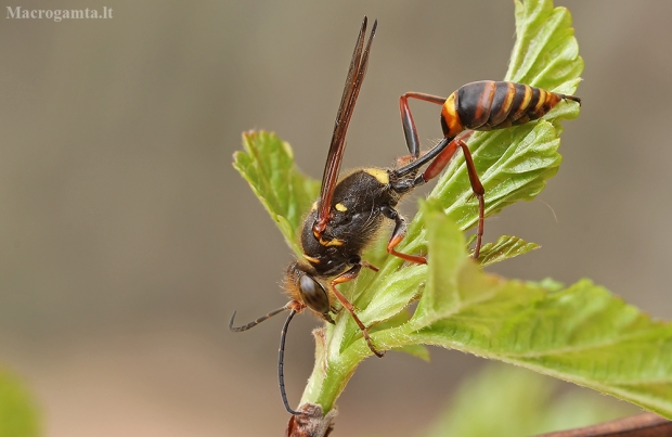Azijinė smiltvapsvė - Sceliphron curvatum | Fotografijos autorius : Gintautas Steiblys | © Macrogamta.lt | Šis tinklapis priklauso bendruomenei kuri domisi makro fotografija ir fotografuoja gyvąjį makro pasaulį.