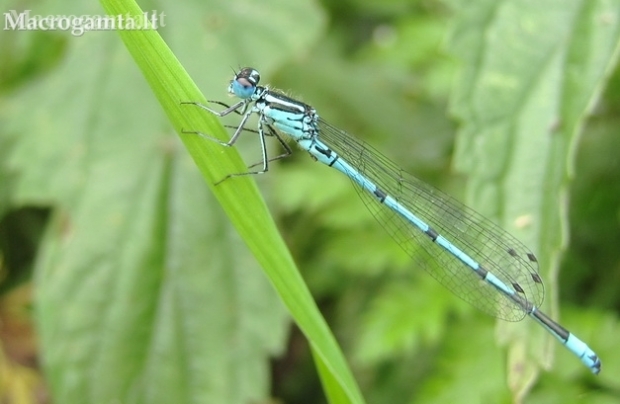 Azure damselfly - Coenagrion puella, male | Fotografijos autorius : Rasa Gražulevičiūtė | © Macronature.eu | Macro photography web site