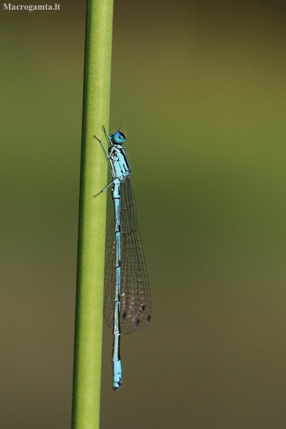 Azure damselfly - Coenagrion puella | Fotografijos autorius : Agnė Našlėnienė | © Macronature.eu | Macro photography web site