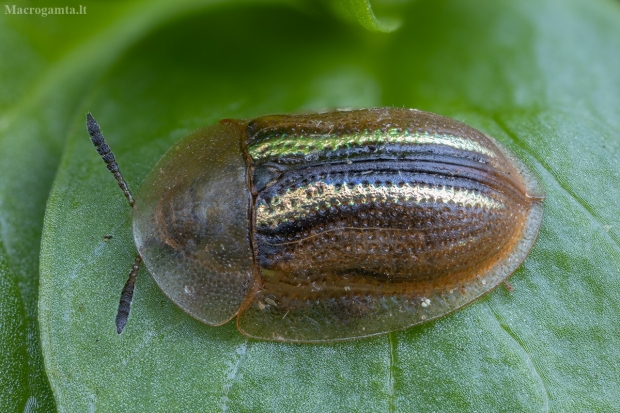 Balandinis skydinukas - Cassida nobilis | Fotografijos autorius : Žilvinas Pūtys | © Macrogamta.lt | Šis tinklapis priklauso bendruomenei kuri domisi makro fotografija ir fotografuoja gyvąjį makro pasaulį.