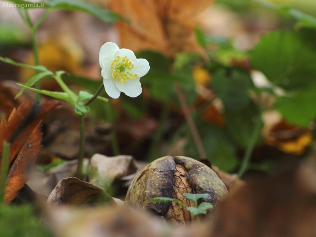 Baltažiedė plukė - Anemonoides nemorosa | Fotografijos autorius : Vidas Brazauskas | © Macrogamta.lt | Šis tinklapis priklauso bendruomenei kuri domisi makro fotografija ir fotografuoja gyvąjį makro pasaulį.