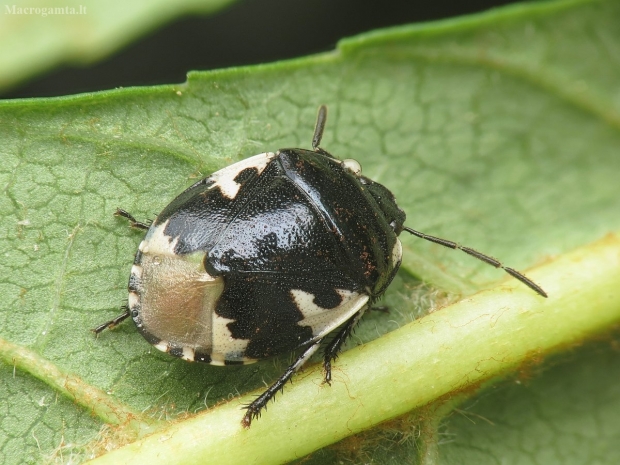 Baltadėmė urvablakė - Tritomegas bicolor | Fotografijos autorius : Vidas Brazauskas | © Macrogamta.lt | Šis tinklapis priklauso bendruomenei kuri domisi makro fotografija ir fotografuoja gyvąjį makro pasaulį.