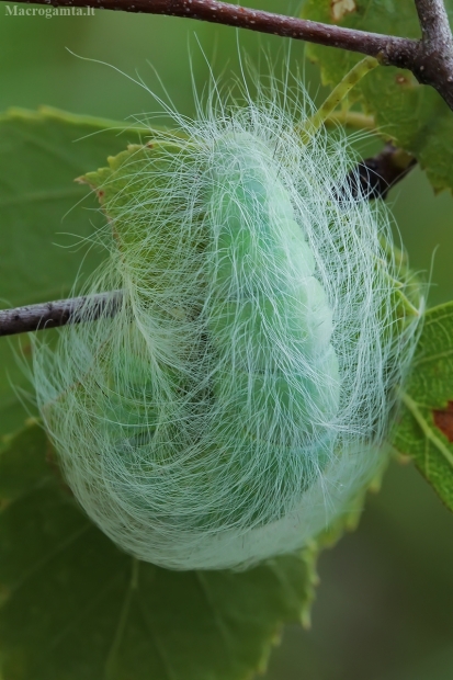 Baltasis strėlinukas - Acronicta leporina, vikšras | Fotografijos autorius : Gintautas Steiblys | © Macrogamta.lt | Šis tinklapis priklauso bendruomenei kuri domisi makro fotografija ir fotografuoja gyvąjį makro pasaulį.