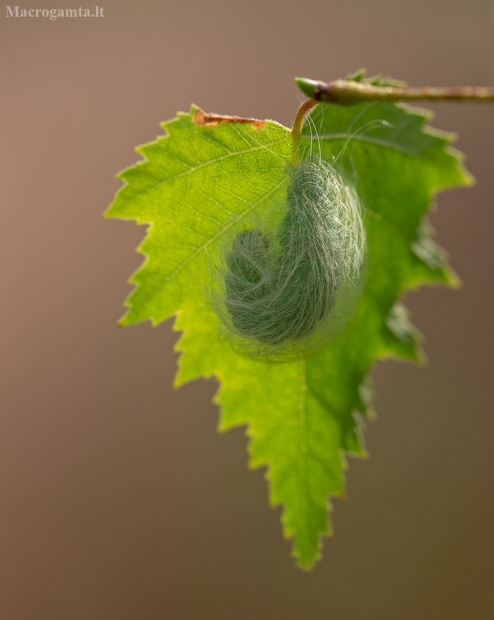 Baltasis strėlinukas - Acronicta leporina | Fotografijos autorius : Zita Gasiūnaitė | © Macrogamta.lt | Šis tinklapis priklauso bendruomenei kuri domisi makro fotografija ir fotografuoja gyvąjį makro pasaulį.