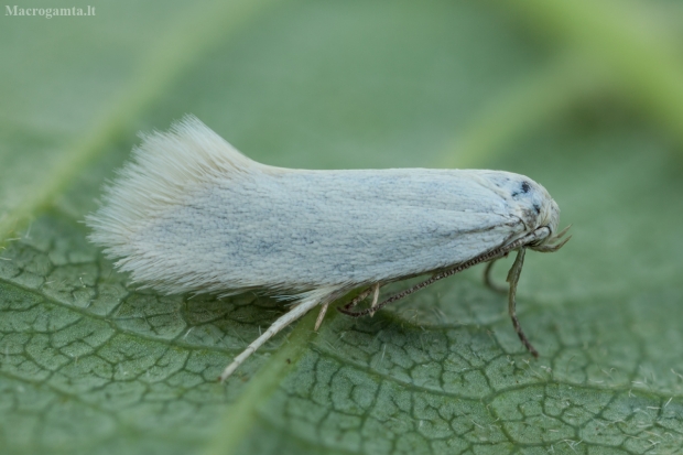 Baltoji elachista - Elachista argentella | Fotografijos autorius : Žilvinas Pūtys | © Macrogamta.lt | Šis tinklapis priklauso bendruomenei kuri domisi makro fotografija ir fotografuoja gyvąjį makro pasaulį.