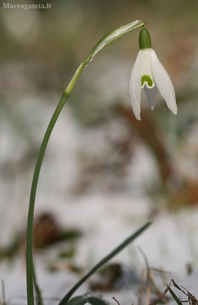 Baltoji snieguolė - Galanthus nivalis | Fotografijos autorius : Gintautas Steiblys | © Macrogamta.lt | Šis tinklapis priklauso bendruomenei kuri domisi makro fotografija ir fotografuoja gyvąjį makro pasaulį.