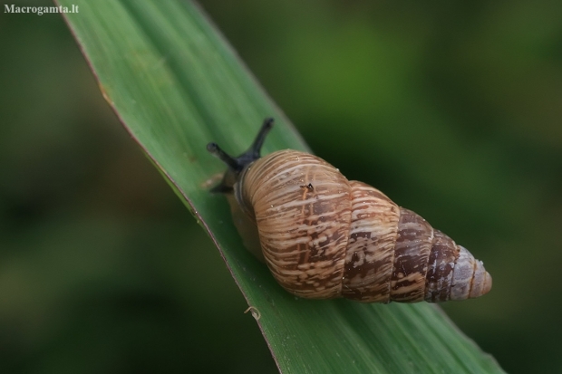 Banded Conical snail - Cochlicella barbara | Fotografijos autorius : Gintautas Steiblys | © Macronature.eu | Macro photography web site