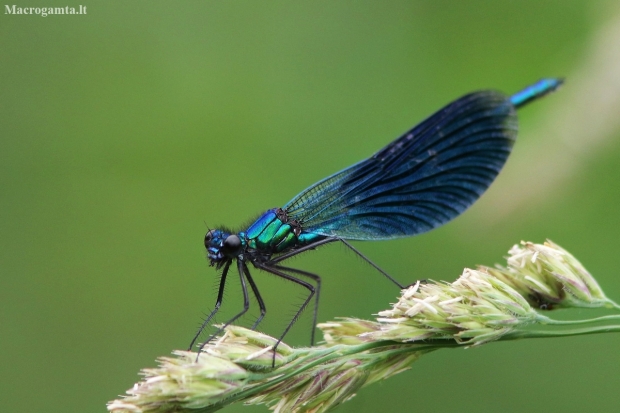 Blizgančioji gražutė - Calopteryx splendens | Fotografijos autorius : Elmaras Duderis | © Macronature.eu | Macro photography web site