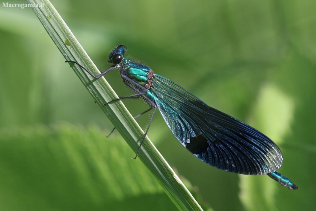 Banded Demoiselle - Calopteryx splendens | Fotografijos autorius : Agnė Našlėnienė | © Macronature.eu | Macro photography web site