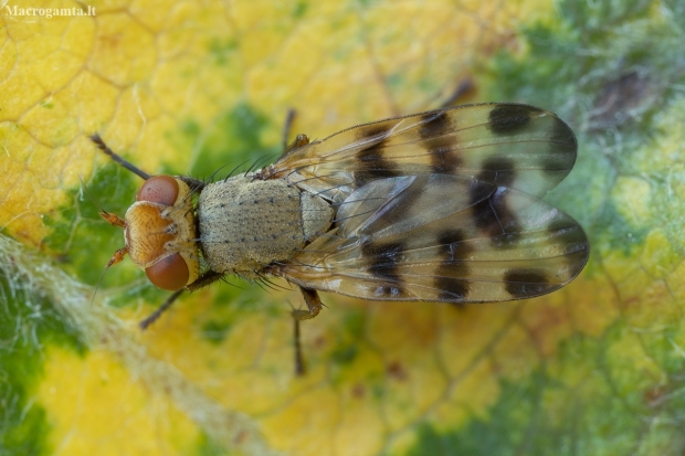 Juostasparnė musė - Melieria crassipennis | Fotografijos autorius : Žilvinas Pūtys | © Macronature.eu | Macro photography web site