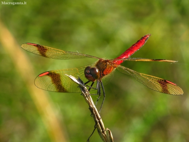 Banded darter - Sympetrum pedemontanum | Fotografijos autorius : Vidas Brazauskas | © Macronature.eu | Macro photography web site