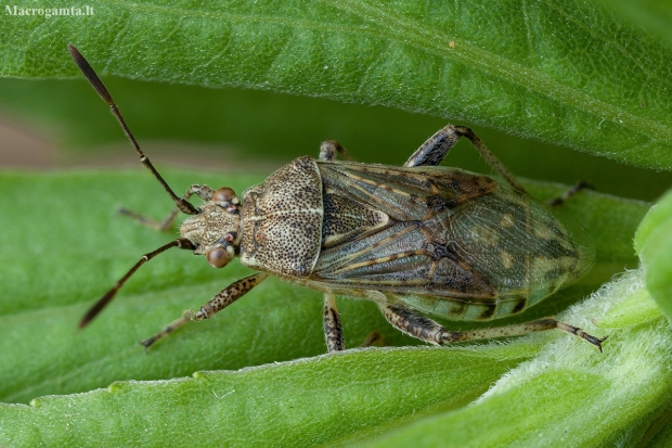 Banded rhopalid - Stictopleurus punctatonervosus ♀ | Fotografijos autorius : Žilvinas Pūtys | © Macronature.eu | Macro photography web site