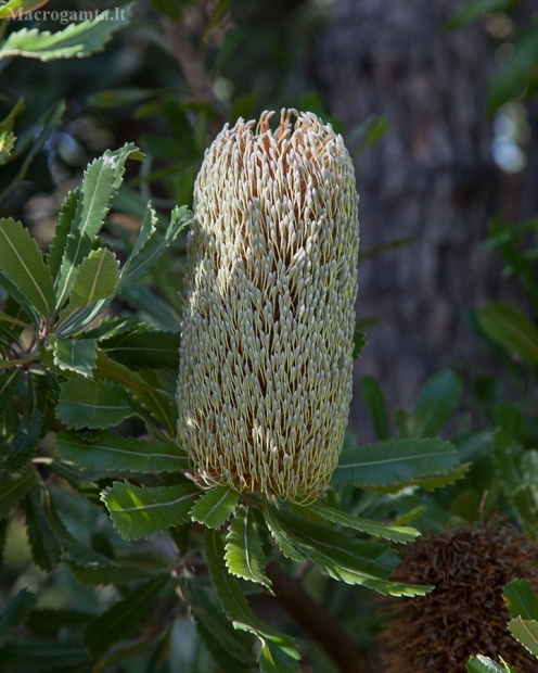 Banksija - Banksia serrata | Fotografijos autorius : Žilvinas Pūtys | © Macrogamta.lt | Šis tinklapis priklauso bendruomenei kuri domisi makro fotografija ir fotografuoja gyvąjį makro pasaulį.