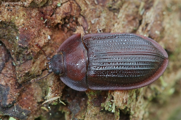 Bark-gnawing beetle - Peltis ferruginea  | Fotografijos autorius : Gintautas Steiblys | © Macronature.eu | Macro photography web site