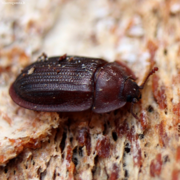 Bark-gnawing beetle - Peltis ferruginea | Fotografijos autorius : Vitalii Alekseev | © Macronature.eu | Macro photography web site