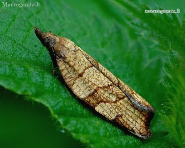 Barred fruit-tree tortrix - Pandemis cerasana | Fotografijos autorius : Romas Ferenca | © Macronature.eu | Macro photography web site