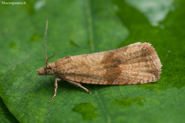Rudajuostė celifa - Celypha striana | Fotografijos autorius : Žilvinas Pūtys | © Macronature.eu | Macro photography web site