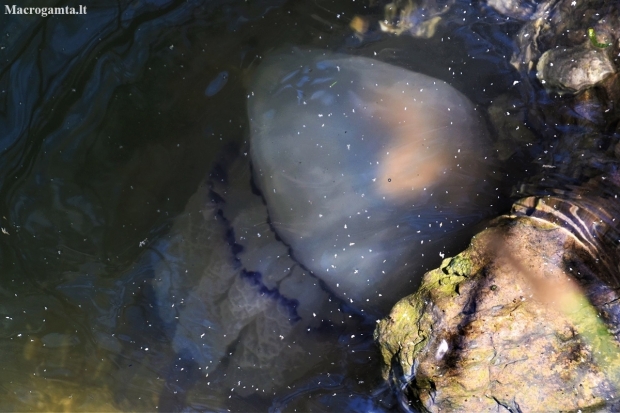 Barrel Jellyfish - Rhizostoma pulmo | Fotografijos autorius : Nomeda Vėlavičienė | © Macronature.eu | Macro photography web site