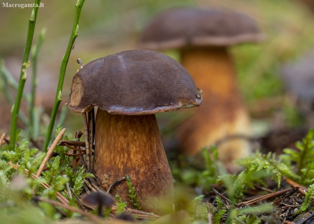 Bay Bolete - Imleria badia | Fotografijos autorius : Žilvinas Pūtys | © Macronature.eu | Macro photography web site