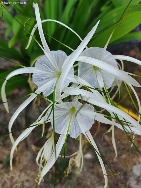 Pajūrinis voržiedis - Hymenocallis littoralis | Fotografijos autorius : Nomeda Vėlavičienė | © Macrogamta.lt | Šis tinklapis priklauso bendruomenei kuri domisi makro fotografija ir fotografuoja gyvąjį makro pasaulį.