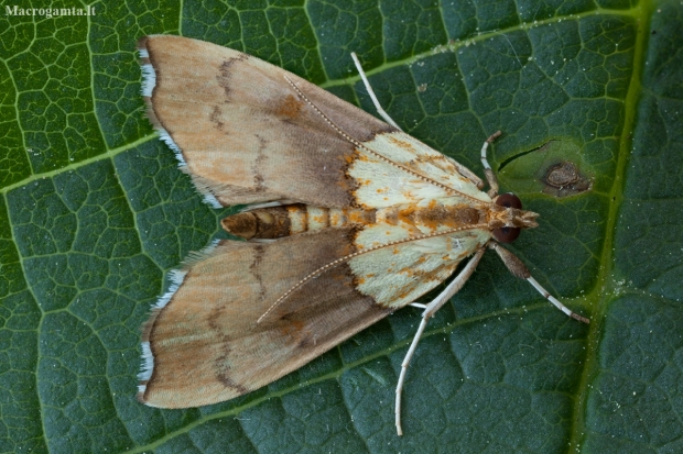 Beautiful Pearl - Agrotera nemoralis | Fotografijos autorius : Žilvinas Pūtys | © Macronature.eu | Macro photography web site