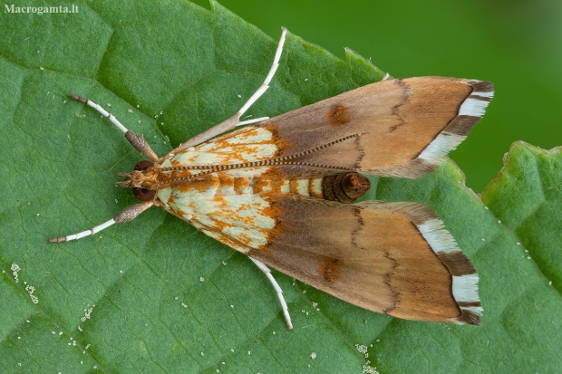 Beautiful Pearl - Agrotera nemoralis | Fotografijos autorius : Žilvinas Pūtys | © Macronature.eu | Macro photography web site