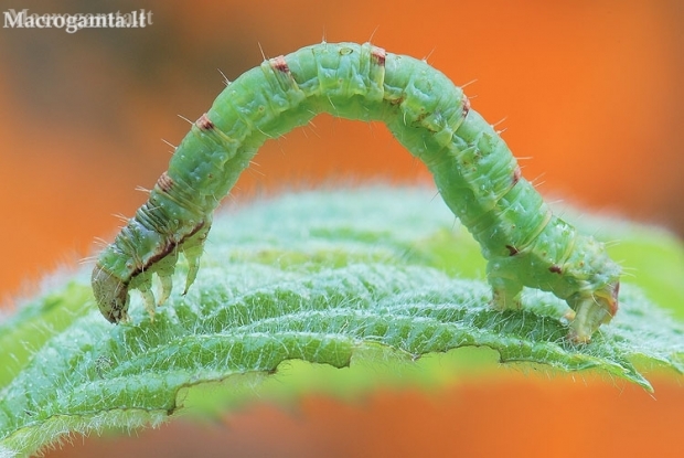 Gervuoginė cidarija - Mesoleuca albicillata, vikšras | Fotografijos autorius : Arūnas Eismantas | © Macronature.eu | Macro photography web site