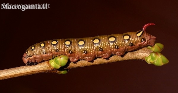 Bedstraw hawk-moth - Hyles galii, catterpilar | Fotografijos autorius : Gediminas Gražulevičius | © Macronature.eu | Macro photography web site