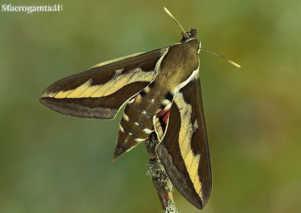 Bedstraw hawk-moth - Hyles galii | Fotografijos autorius : Armandas Ka | © Macronature.eu | Macro photography web site