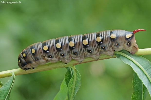 Bedstraw hawk-moth - Hyles gallii, catterpilar | Fotografijos autorius : Gintautas Steiblys | © Macronature.eu | Macro photography web site