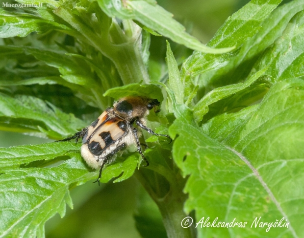 Bee beetle (Trichius fasciatus) | Fotografijos autorius : Aleksandras Naryškin | © Macrogamta.lt | Šis tinklapis priklauso bendruomenei kuri domisi makro fotografija ir fotografuoja gyvąjį makro pasaulį.