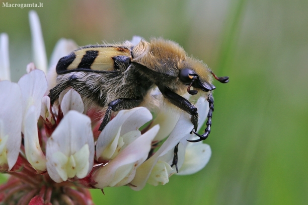 Bee beetle - Trichius fasciatus | Fotografijos autorius : Agnė Našlėnienė | © Macronature.eu | Macro photography web site