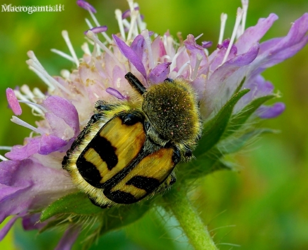 Bee beetle - Trichius fasciatus | Fotografijos autorius : Romas Ferenca | © Macronature.eu | Macro photography web site
