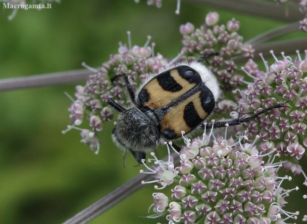 Bee beetle - Trichius fasciatus | Fotografijos autorius : Vytautas Gluoksnis | © Macronature.eu | Macro photography web site