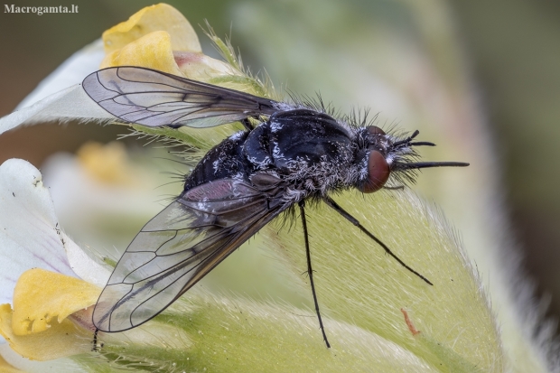 Bee fly - Bombylella atra ♀ | Fotografijos autorius : Žilvinas Pūtys | © Macrogamta.lt | Šis tinklapis priklauso bendruomenei kuri domisi makro fotografija ir fotografuoja gyvąjį makro pasaulį.