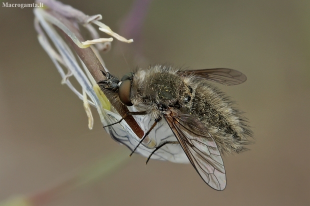 Bee fly - Conophorus glaucescens ?? | Fotografijos autorius : Gintautas Steiblys | © Macronature.eu | Macro photography web site