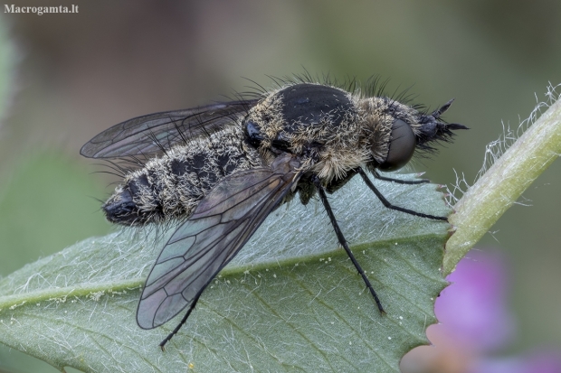 Bee fly - Conophorus glaucescens ♀ | Fotografijos autorius : Žilvinas Pūtys | © Macronature.eu | Macro photography web site