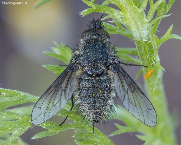 Bee fly - Conophorus glaucescens ♂ | Fotografijos autorius : Žilvinas Pūtys | © Macronature.eu | Macro photography web site