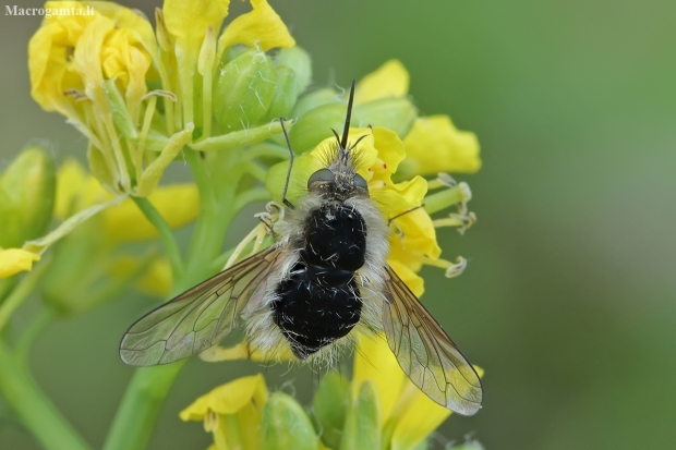 Bee fly - Systoechus ctenopterus ♂ | Fotografijos autorius : Gintautas Steiblys | © Macronature.eu | Macro photography web site