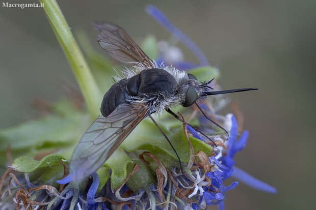 Bee fly - Systoechus ctenopterus | Fotografijos autorius : Žilvinas Pūtys | © Macronature.eu | Macro photography web site