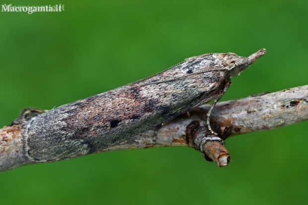 Bee moth - Aphomia sociella  | Fotografijos autorius : Gintautas Steiblys | © Macronature.eu | Macro photography web site