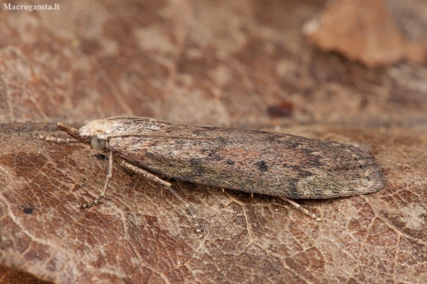 Bee moth - Aphomia sociella | Fotografijos autorius : Žilvinas Pūtys | © Macronature.eu | Macro photography web site