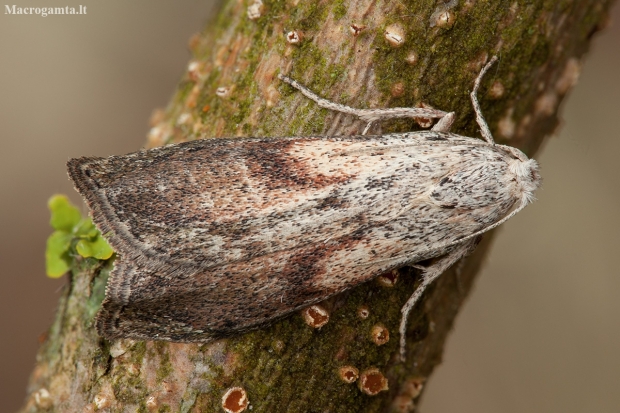 Bee moth - Aphomia sociella | Fotografijos autorius : Žilvinas Pūtys | © Macronature.eu | Macro photography web site