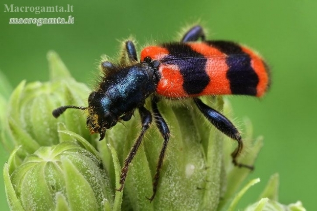 Bee-eating beetle - Trichodes apiarius  | Fotografijos autorius : Gintautas Steiblys | © Macronature.eu | Macro photography web site